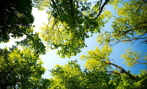 A view of the sky seen through the canopy of a forest.