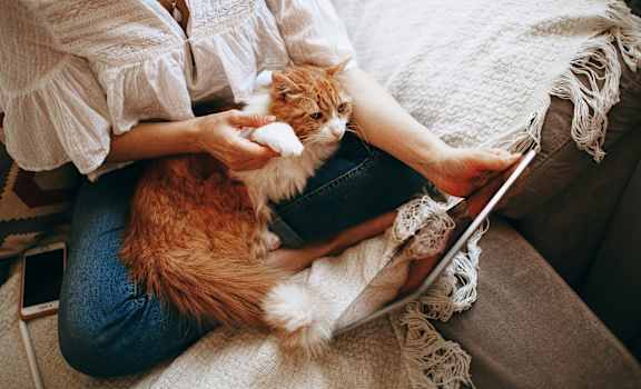 a woman sitting on a couch with a cat and a laptop