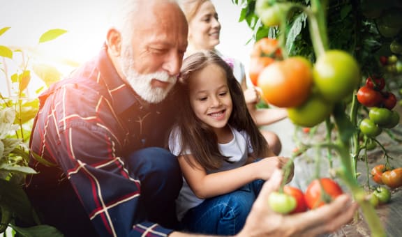 an older man and woman with a granddaughter and granddaughter looking at tomatoes in a greenhouse