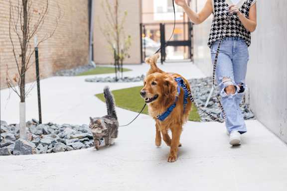 Dog and cat on leash walking with a woman at The Avery - Residential Apartments, Fargo, ND 58102