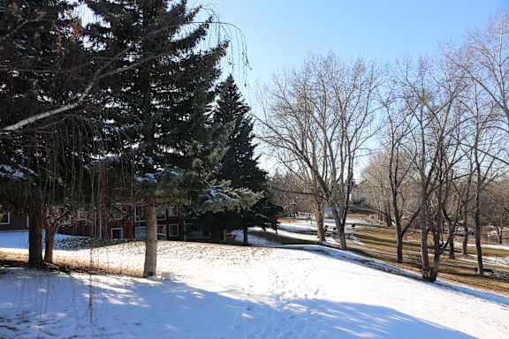 A snowy landscape with trees and a building in the background.