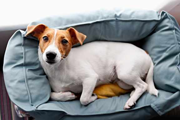 A dog is sitting on a blue cushion.