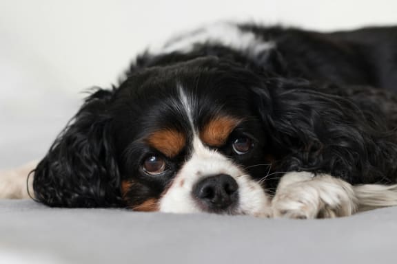 a small black and white dog laying on the ground