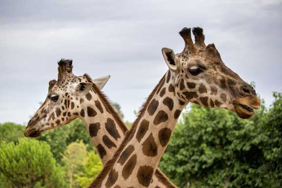 Two giraffes are standing next to each other.