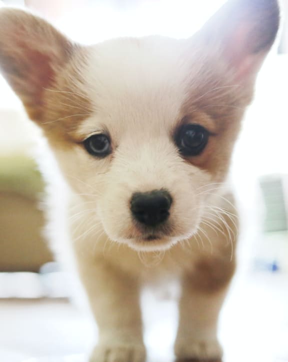 Pet-Friendly at Pallas Town Homes and Apartments in Beaverton, OR