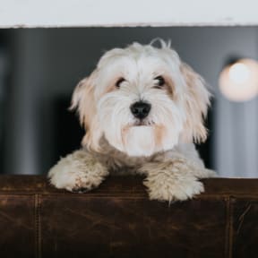 Adorable Small Dog Sitting on Leather Sofa