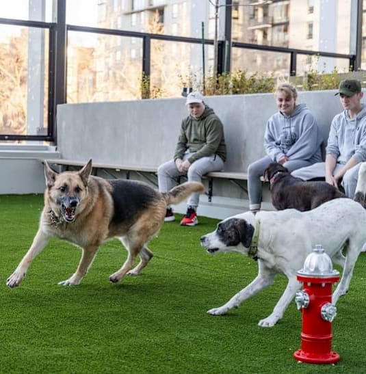 Dog Park at Citizen on Jasper, Edmonton, AB, T5K 0M5