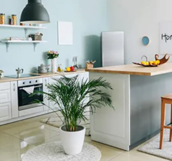 a kitchen with a plant in a pot on the floor