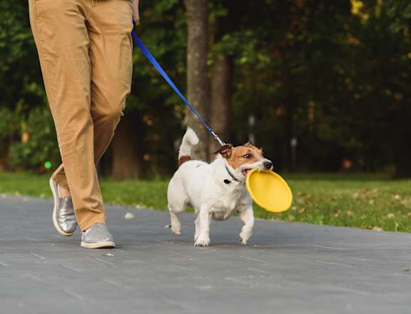 a man walking his dog with a frisbee in his mouth