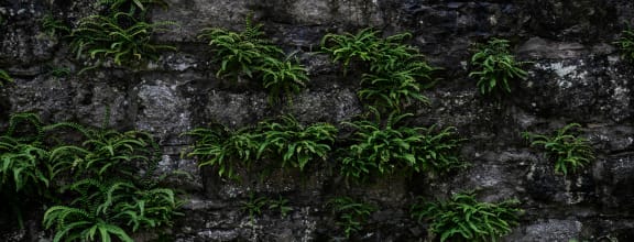 a close up of green plants growing on a stone wall