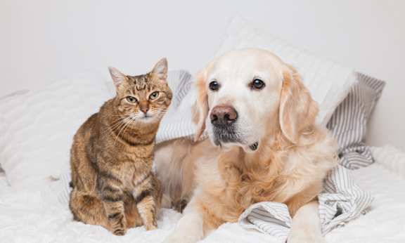 a boy and a dog laying on a bed reading a book