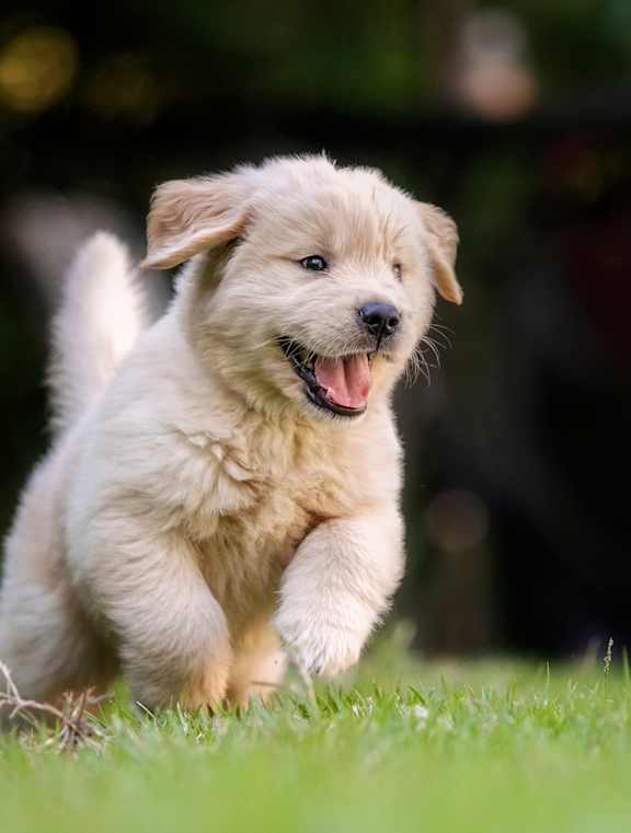 A small, fluffy, light brown puppy is running on the grass.