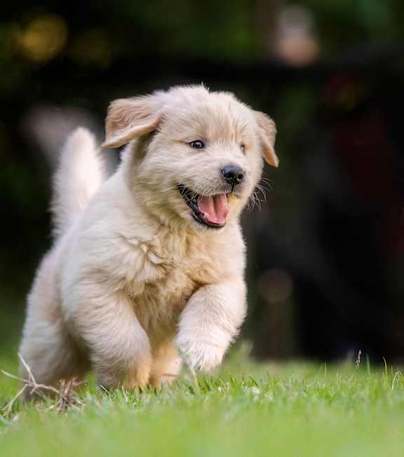 A small, fluffy, light brown puppy is running on the grass.