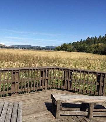 A wooden deck overlooks a field of tall grass.