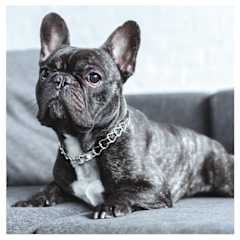 A black French Bulldog with a silver chain collar is sitting on a grey couch.