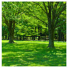 A lush green forest with trees and grass.
