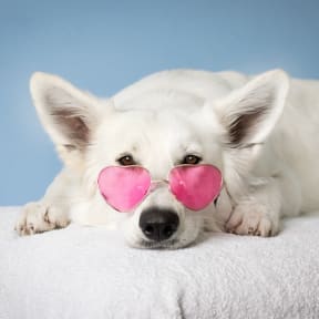 Cute corgi wearing heart-shaped sunglasses and laying on a blanket