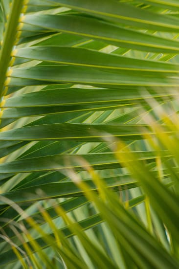 a close up of palm leaves in a palm tree