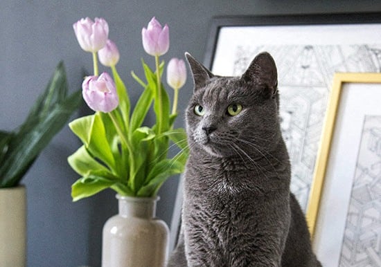 a gray cat sitting on a table next to flowers