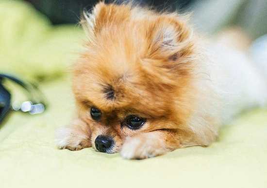 A small brown dog with a black nose is lying on a green surface.