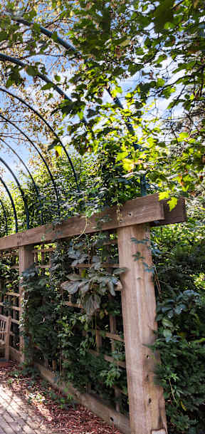 A green arched trellis runs along a brick pathway in a lush garden.