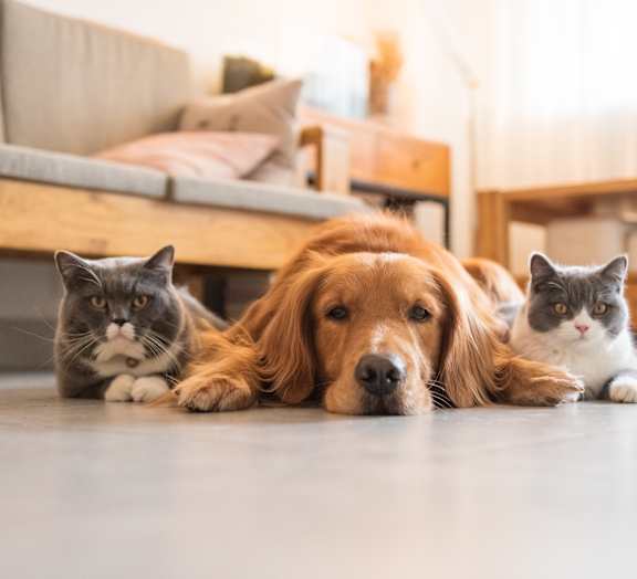 A dog and two cats are lying on the floor.