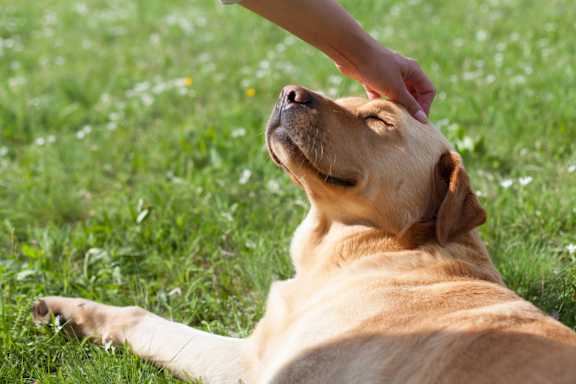 A dog lying on the grass with its eyes closed and a human hand petting its head.