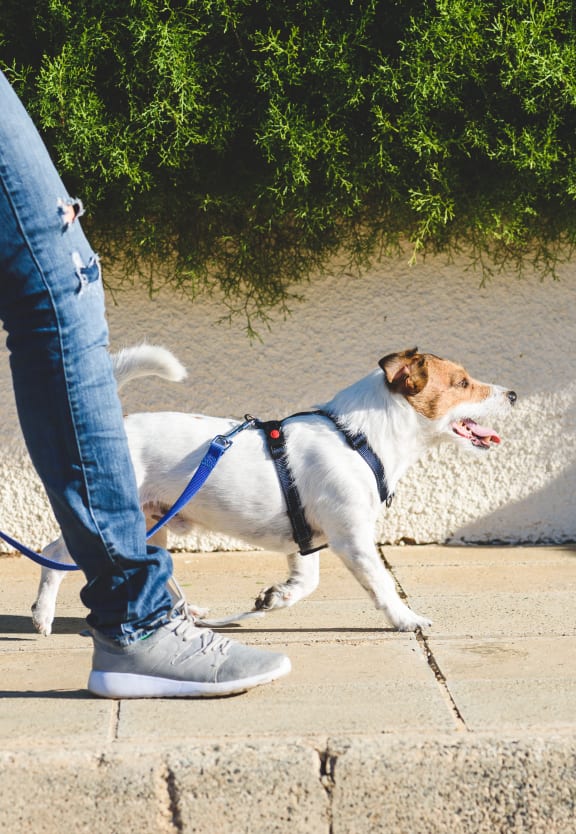 a couple walking their dog down the street