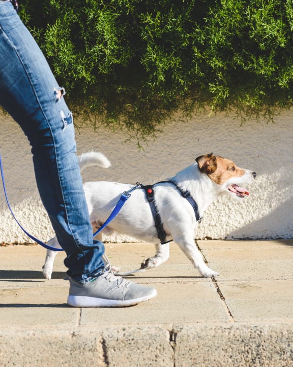 a person walking a dog on a leash on a sidewalk