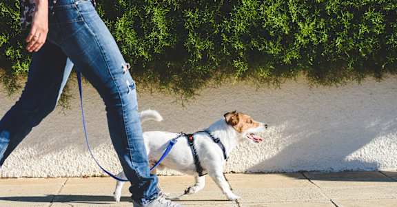 a person walking a dog on a leash on a sidewalk
