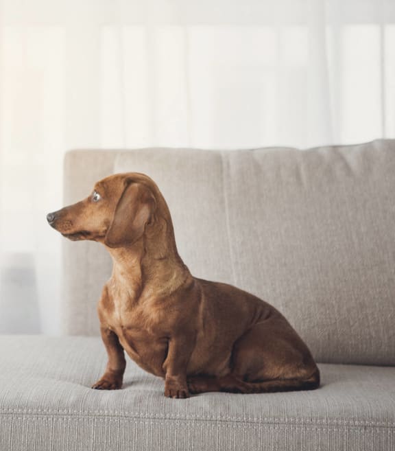 a dog sitting on a couch in a living room at The Waters at Chenal, Little Rock, Arkansas