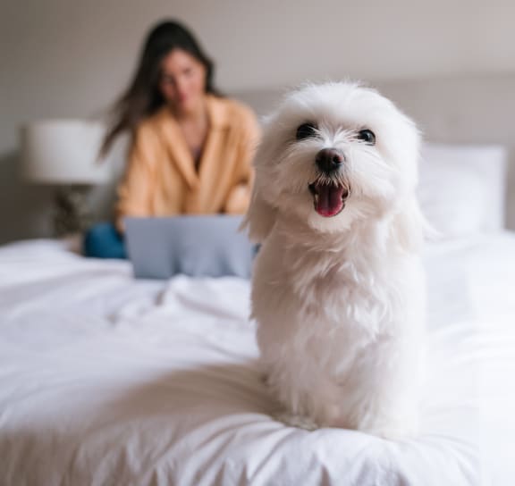 a dog sitting on a bed with a woman working on a laptop in the background