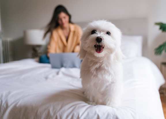A small white dog is sitting on a bed with a woman in the background.