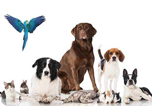 A group of dogs and cats are sitting together. at The Linden Apartments, Davidson, NC, 28036