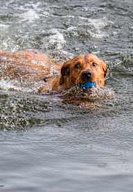 a dog swimming in the water with a ball