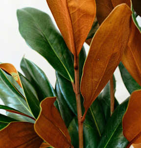 A plant with green and brown leaves.