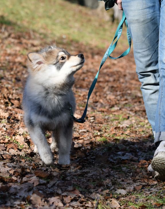 a person walking a small dog on a leash at Greens at Stonecreek, Lithonia, GA, 30038