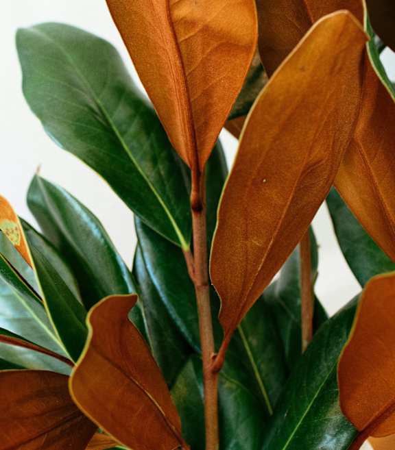 A plant with green and brown leaves.