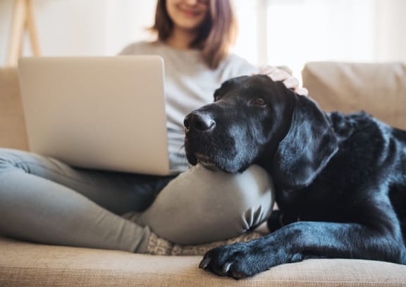 A black dog is lying on a couch next to a woman who is using a laptop. at Vista Commons Apartments, Columbia