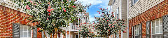 A tree with pink flowers is in the middle of a sidewalk at Summit of Shreveport Apartments, Shreveport, 71105