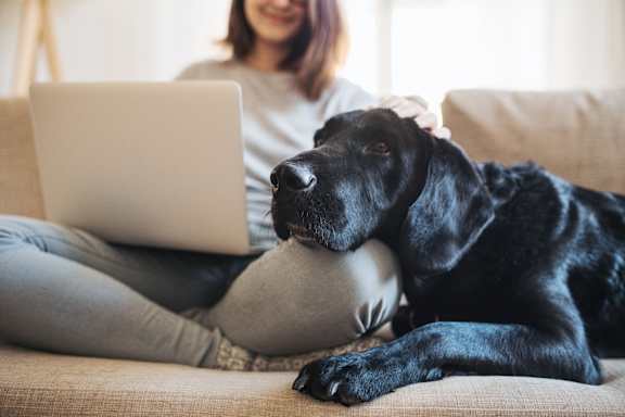 A black dog is lying on a couch next to a woman who is using a laptop.