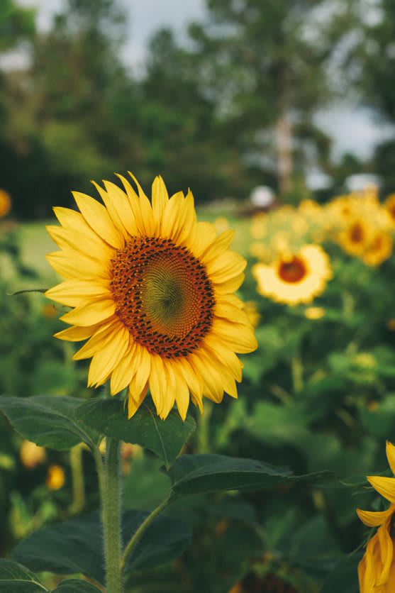 sunflowers
