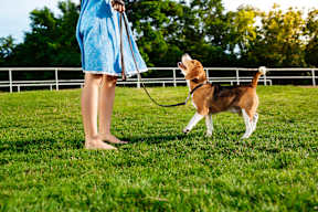 A person in a blue dress is holding a leash attached to a brown and white dog.