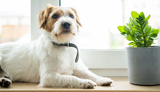 Cute dog in the window