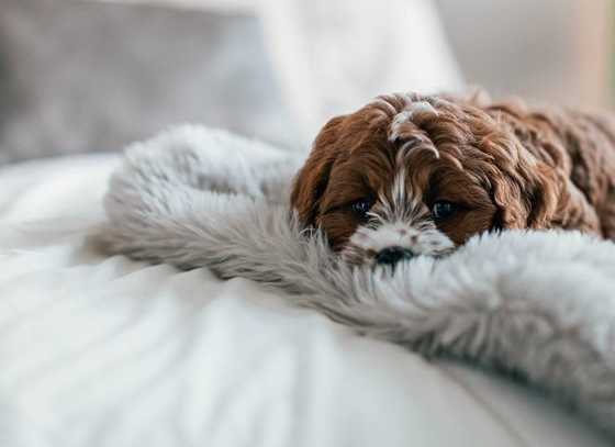 A small brown and white dog is lying on a white fluffy blanket.