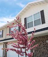 A house with a tree in bloom in front of it.