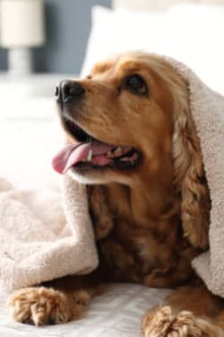 a dog laying on a bed with a towel on its head