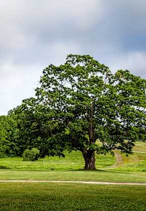 a large tree in the middle of a field with a dirt road