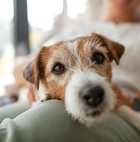 a brown and white dog leaning its head over a persons lap