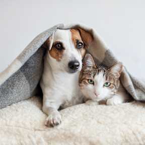 A dog and a cat are under a blanket.